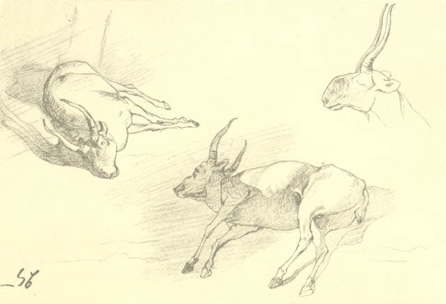 Saiga antelopes from various angles. By Ukrainian poet and artist Taras Hryhorovych Shevchenko, 1848-1850, Aral Expedition.