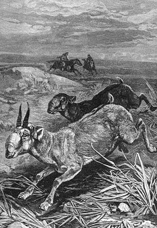 Saiga antelopes (steppe antelopes). Wood engraving by the German animal artist Friedrich Specht, 1885.