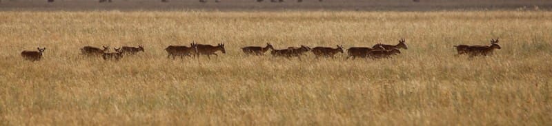Saiga antelopes near the village of Shili, Dzhangeldinsky District, Kostanay Region.