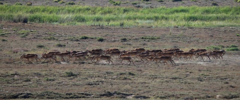 A herd of saiga antelopes near the Baikonyr River, Ulytau Region.