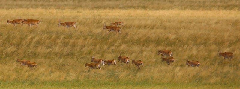 A herd of saiga antelopes near Lake Shashikol, Dzhangeldinsky District, Kostanay Region.