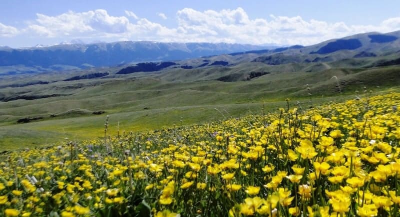View to the south from the Kyzylauz pass to the valley of the Zhenishke River and the Kungey Alatau Mountains.