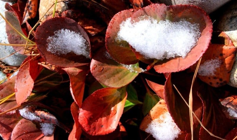 Листья бадана (Bergenia) покрытые снегом. 