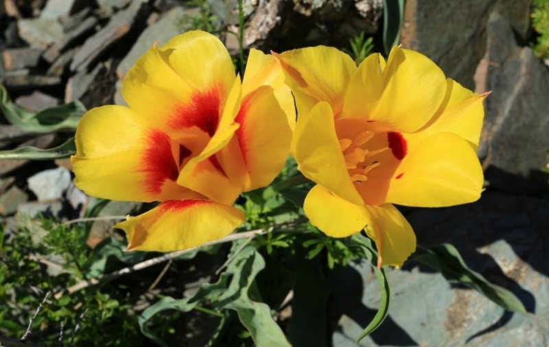 Tulipa Greigii.