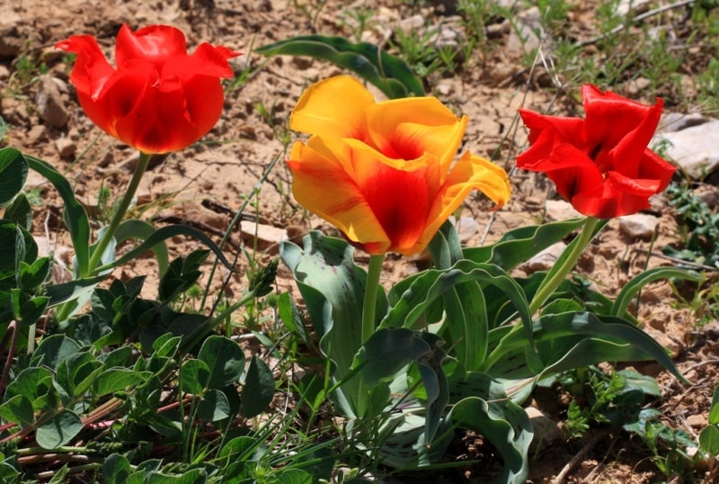 Тюльпан Грейги (Tulipa Greigii).