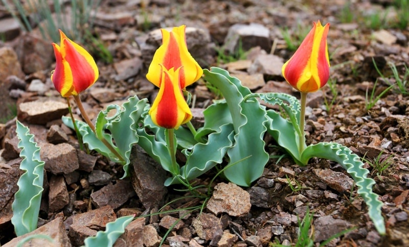 Тюльпан Альберта (Tulipa alberti Regel).