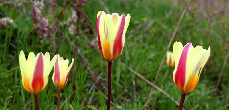 Тюльпан беркаринский (Tulipa berkariensis).