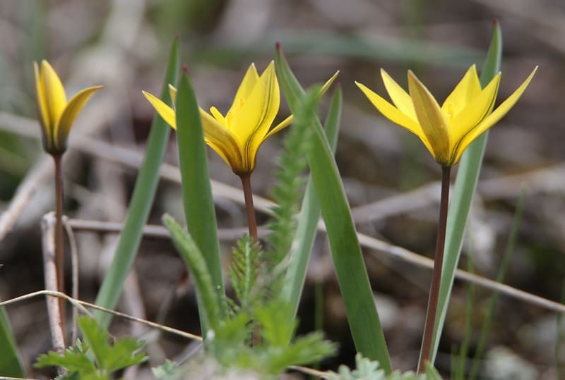 Тюльпан волосистотычиночный (Tulipa dasystemon). Каскеленское ущелье. Иле-Алатауский природный парк. Алматинская область.