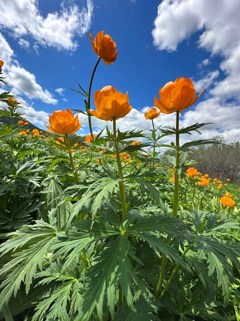 Купальница алтайская, огонёк алтайский (Trollius altaicus). Калбинский хребет. Восточно-Казахстанская область.