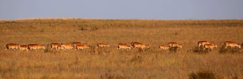 Сайгаки в Центральной части Костанайской области.