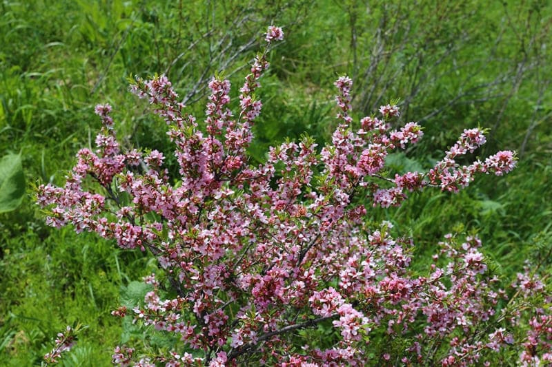 Минадаль колючейший (Amygdalus spinosissima Bunge) (семейство Rosaceae).