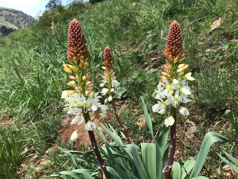 (Eremurus lactiflorus O. Fedtsch.) (семейство Asphodelaceae) Эремурус млечноцветковый Ширяш молочноцветковый Эремурус млечноцветный Эремурус молочноцветный.