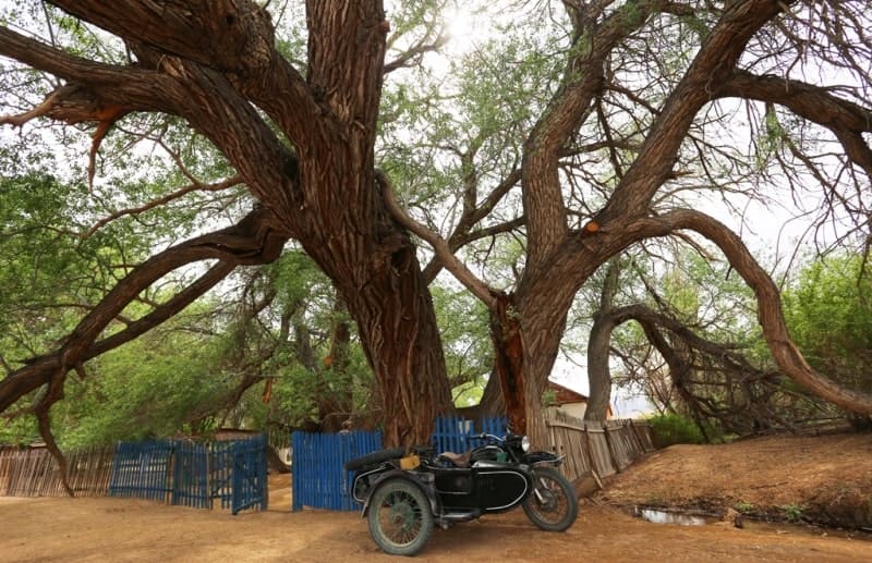  A long-lived willow at the Kosbastau cordon.