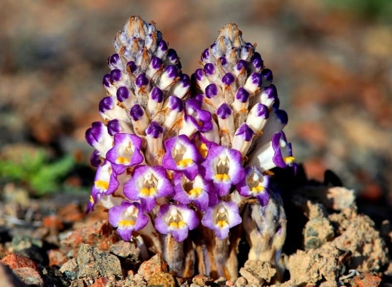 Cistanche salsa is a perennial parasitic plant of the broomrape family, common in the deserts and steppes of Kazakhstan and Asia. It contains no chlorophyll and parasitizes the roots of saxaul and other plants. It is known in folk medicine as a tonic that improves kidney function, increases endurance, and helps with constipation.