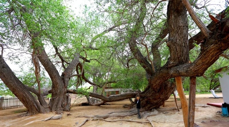 The willow grows at an altitude of 594 meters above sea level, located between the Zhelbulak and Zhalandybulak tracts to the west and Tonerek and Samasha to the east.