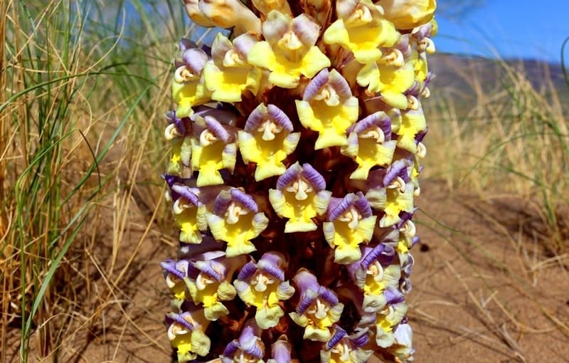 Цистанхе солончаковая (Cistanche salsa) - многолетнее паразитическое растение семейства Заразиховые, распространенное в пустынях и степях Казахстана и Азии. Не содержит хлорофилла, паразитирует на корнях саксаула и других растений. Известна в народной медицине как тонизирующее средство, улучшающее функцию почек, повышающее выносливость и помогающее при запорах.