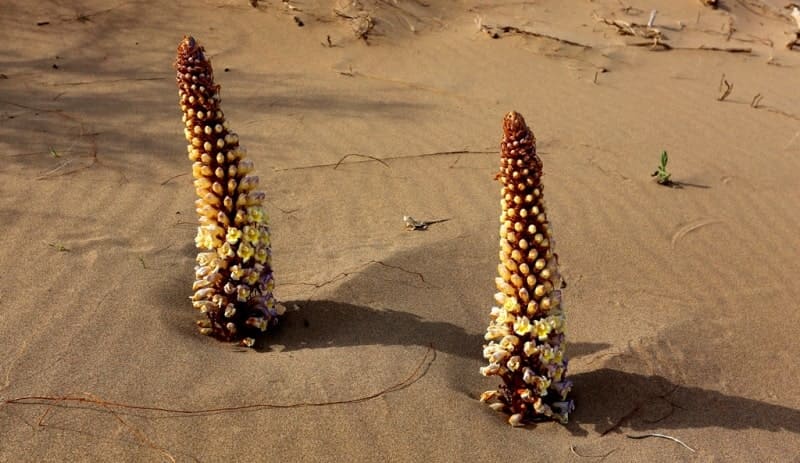 Цистанхе солончаковая (Cistanche salsa) - многолетнее паразитическое растение семейства Заразиховые, распространенное в пустынях и степях Казахстана и Азии. Не содержит хлорофилла, паразитирует на корнях саксаула и других растений. Известна в народной медицине как тонизирующее средство, улучшающее функцию почек, повышающее выносливость и помогающее при запорах.