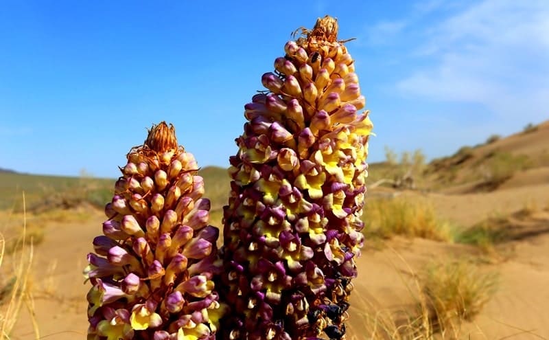 Массив песков находится между горами: Кысты-Калкан на западе с доминирующей высотой 956,8 м. н. у. м. и Улькен-Калкан на востоке с наивысшей отметкой 1281 м. н. у. м.