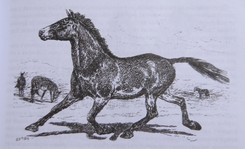Przewalski's wild horse (Equus Przewalskii). Stuffed in the St. Petersburg Zoological Museum. Drawing. A. Zemtsov, engraving M. Rashevsky.