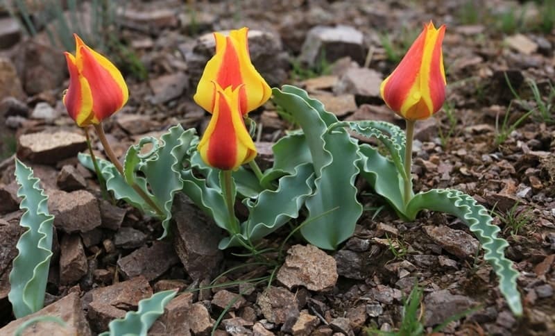 Тюльпаны Альберта (Tulipa alberti) - вид многолетних травянистых растений рода Тюльпан (Tulipa) семейства Лилейные (Liliaceae). Эндемик Средней Азии. Впервые вид был описан ботаником Эдуардом Людвиговичем Регелем и назван в честь его сына Альберта Эдуардовича Регеля, чьи сборы этого растения послужили для первого описания вида.