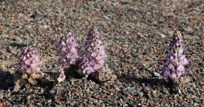 Цистанхе солончаковая (Cistanche salsa) - многолетнее паразитическое растение семейства Заразиховые, распространенное в пустынях и степях Казахстана и Азии. Не содержит хлорофилла, паразитирует на корнях саксаула и других растений. Известна в народной медицине как тонизирующее средство, улучшающее функцию почек, повышающее выносливость и помогающее при запорах.