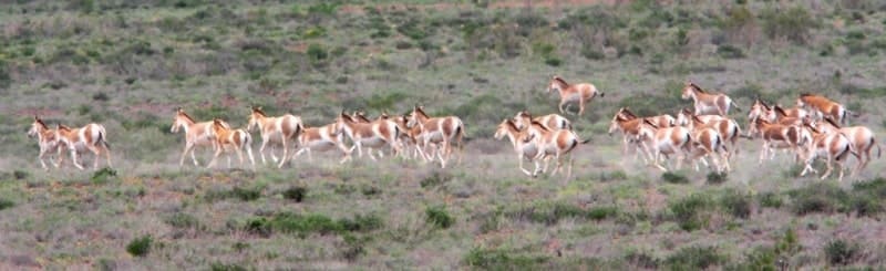 Куланы, джигетай (Equus hemionus) - вид из семейства лошадиных. Внешне очень напоминает осла, но имеет немало общих признаков с лошадью, из-за чего кулана нередко называют полуослом. Само видовое название лат. hemionus - от др.-греч. ἡμίονος, буквально «полуосёл», то есть мул или лошак. Считается, что кулан никогда не поддавался приручению, в отличие от африканского осла.