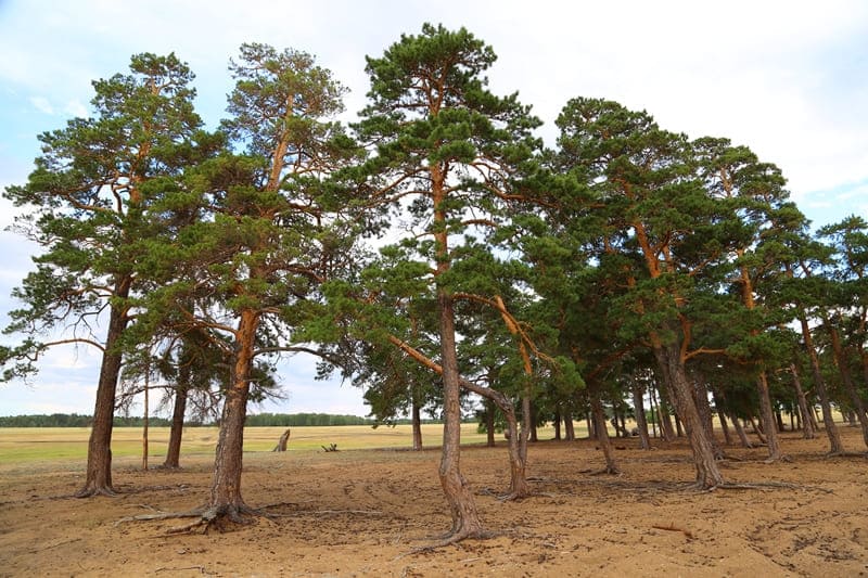 Pine grove in Burabay Nature Park.