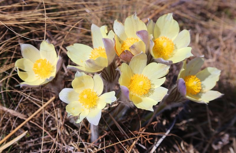 Прострел или сон-трава (Pulsatilla), это научное название рода многолетних травянистых растений семейства Лютиковые. 