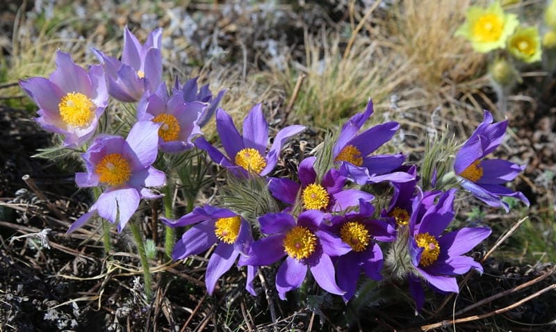 Прострел или сон-трава (Pulsatilla), это научное название рода многолетних травянистых растений семейства Лютиковые. 