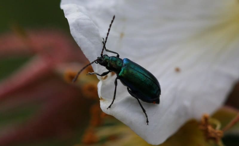 Листоед синеполосый (Chrysolina coerulans).