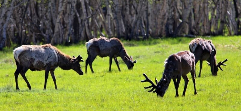 Алтайский марал, или марал (Cervus elaphus sibiricus).