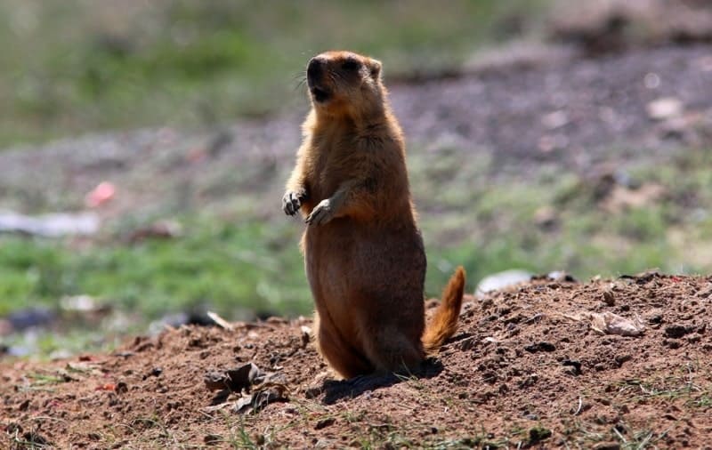 Байбак, или бабак, или обыкновенный (степной) сурок (Marmota bobak).