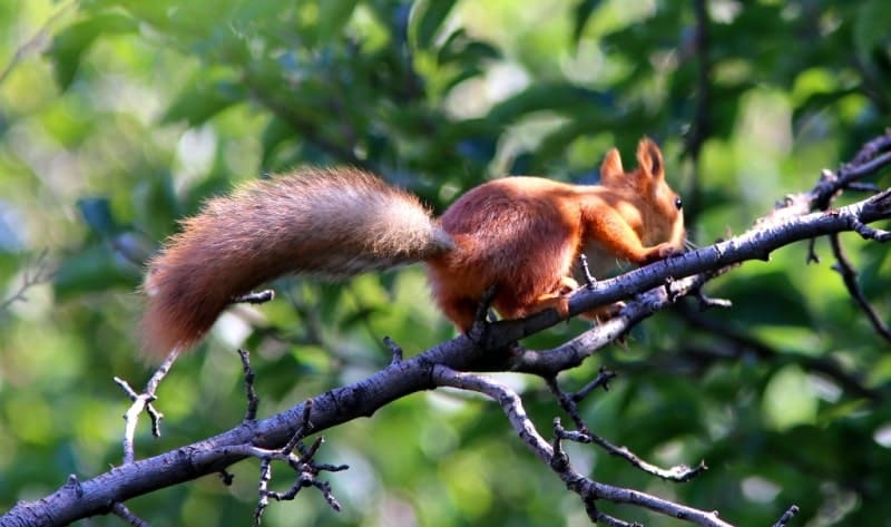 Обыкновенная белка, или векша (Sciurus vulgaris).