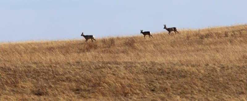 Сибирская косуля (Caprolus pygárgus).