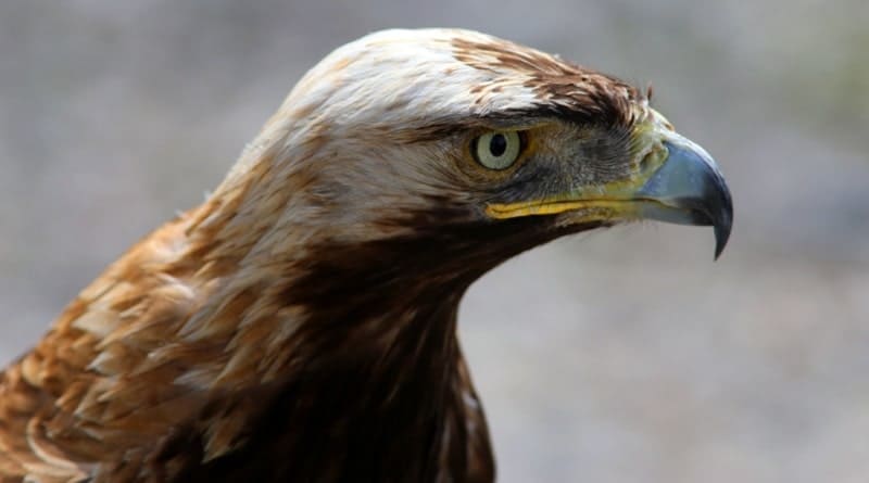 Беркут (Aquila chrysaetos). 