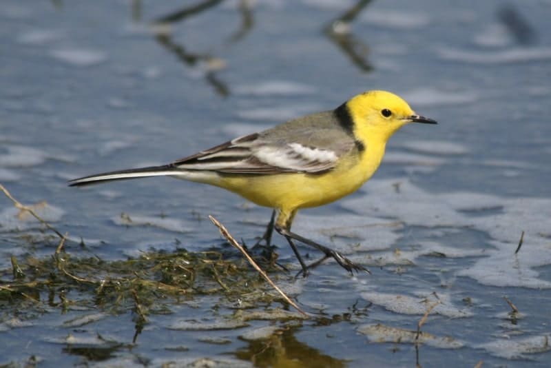 Желтоголовая трясогузка (Motacilla citreola).