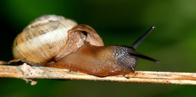 Улитка (Gastropoda).