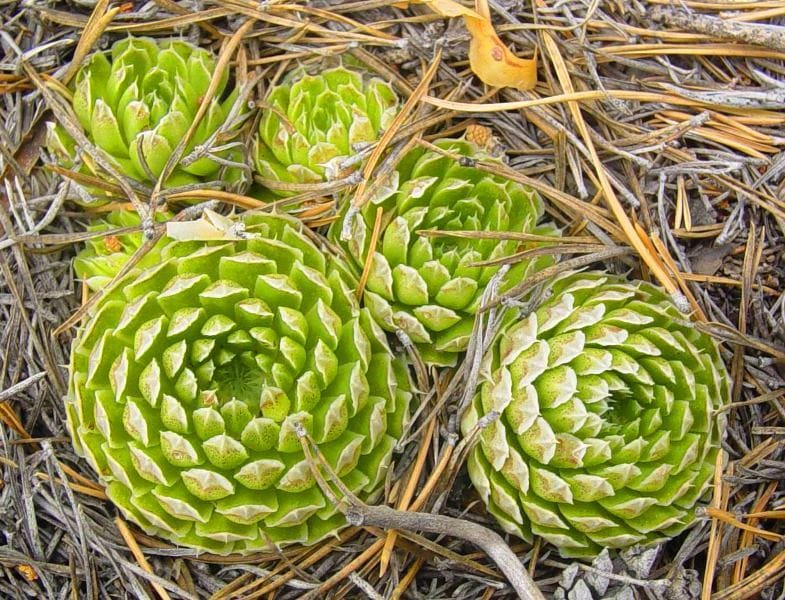 Горноколосник (Orostáchys).
