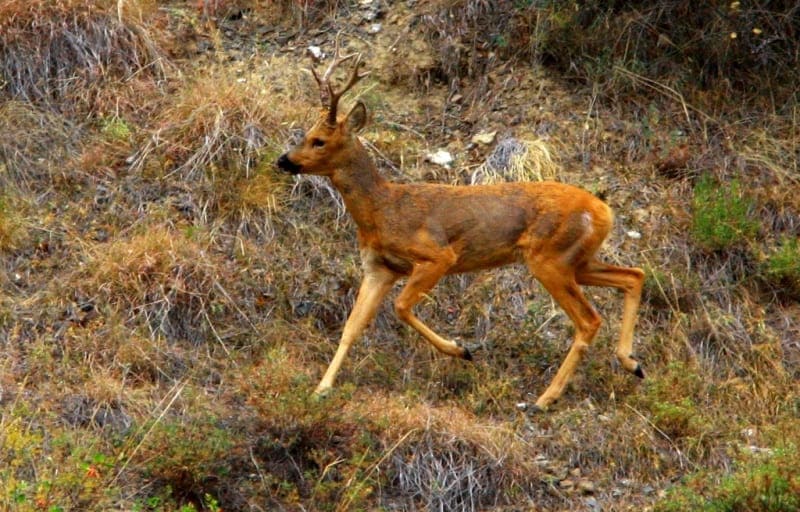 Siberian Roe Deer (Capreólus pygárgus) is one of numerous inhabitants of Karkaraly Mountains.