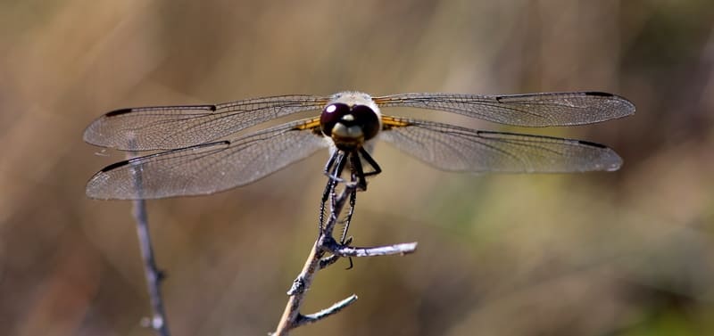 Damselfly.