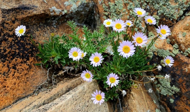Мелколепестник сложный, или мелколепестник сложноцветный (Erigeron compositus).