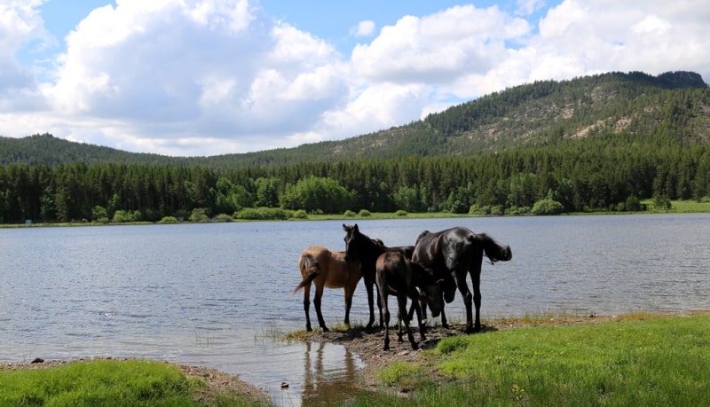 Sights of the Komissarov lake.