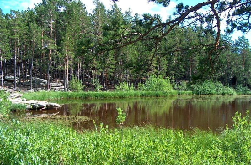 Lake Shaitankol is hidden among coastal pines.
