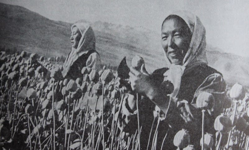 Natural conditions are unusually favorable on the eastern shore of Lake Issyk-Kul for growing medicinal poppy.