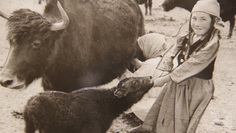 This photo was taken during one of her many ethnographic expeditions to southern Kyrgyzstan (Osh region), whose culture, nomadic life, and applied arts she studied in detail and described in her fundamental works. The photo captures the traditional process of milking yaks by the Kyrgyz in the highlands. Photo by Klavdia Ivanovna Antipina (1903-1996).