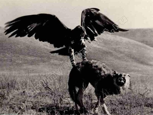 A trained golden eagle (Aquila chrysaetos) during a traditional wolf hunt in Kazakhstan. The photograph "Hunting with a Golden Eagle" was taken by the renowned Soviet photojournalist Max Alpert in Kyrgyzstan in the 1930s. Golden eagles possess tremendous strength and a wingspan of up to 2.3 meters, allowing experienced falconers to successfully confront such a large predator as the steppe wolf. Photographer Max Alper. 1938.
