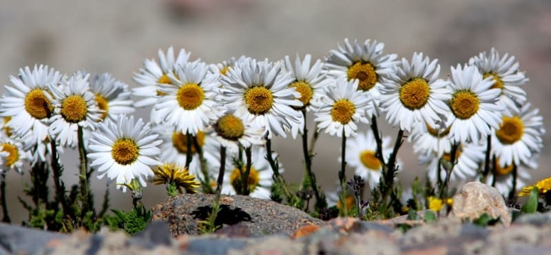 Поповник Карелина. (Pyrethrum karelinii Krasch). 07.2015.