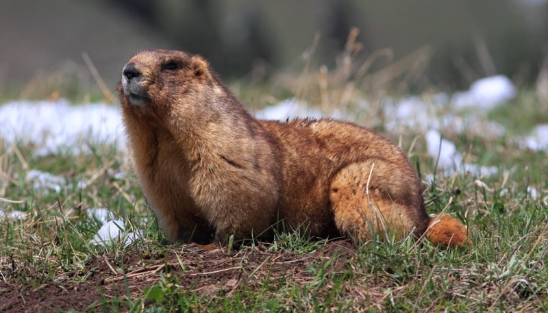 Marmota bobak.