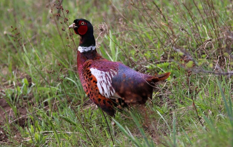 Фазан семиреченский. (P.c. mongolicus).