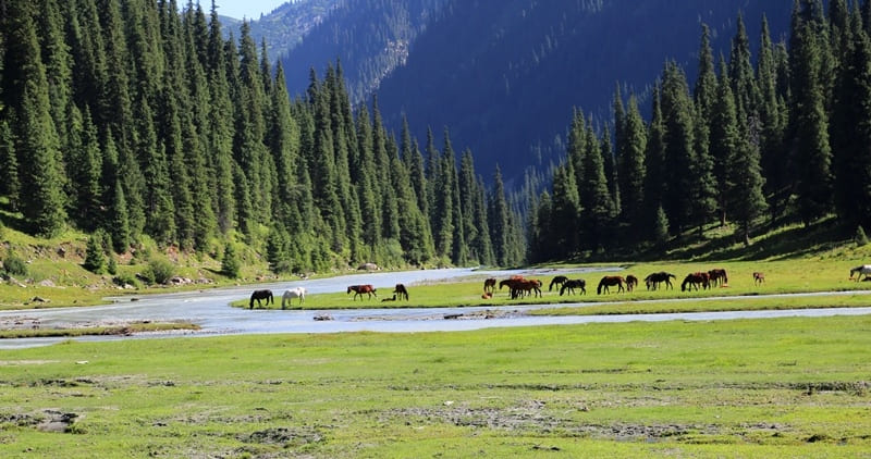 Karakol River flows through gorge of same name and is located in eastern part of Issyk-Kul Basin.